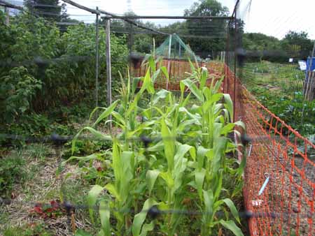 sweetcorn