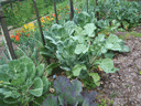 Cabbages