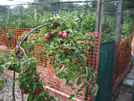 Apple Trees