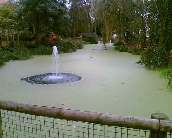 Kings Heath Park pond