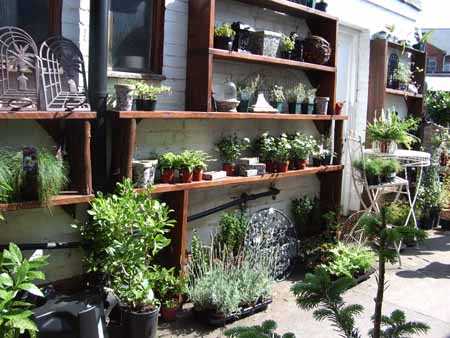 plants