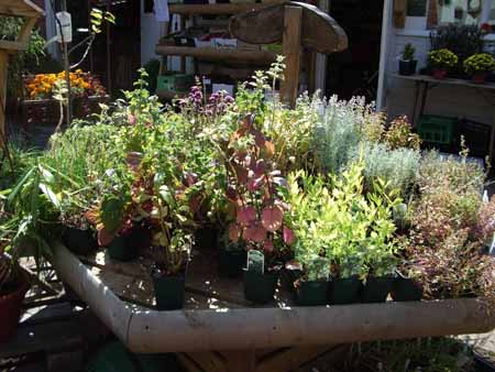 herbs